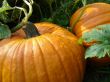 Pumpkins in Pumpkin Patch