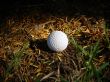 Golf Ball in Rough