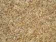 Grass Seed Background