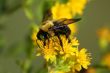 Bee on Flower Closeup