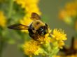 Bee on Flower Closeup