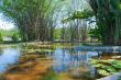 Pond landscape