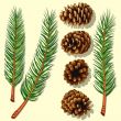 Pine Tree Branches and Cones
