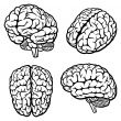 Human Brain