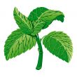 Mint. Vector Illustration