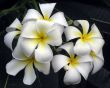 Frangipani (Plumeria) flowers