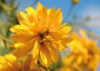 Garden Flowers