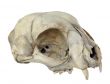 Cat Skull