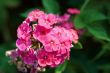 Garden Flowers