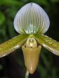 Paphiopedilum