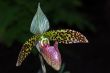 Paphiopedilum