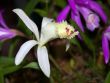 Japan Orchid (Bletilla striata)