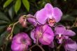 Phalaenopsis