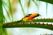 Baltimore Oriole