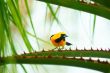 Baltimore Oriole