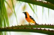 Baltimore Oriole