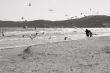 Baltic beach with gulls