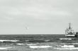 Ship and gull