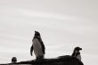 Humboldt penguins