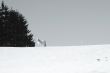 White horse in the snow 