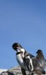 Humboldt penguins