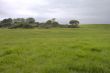 Open Grassy Meadow