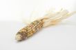 Ears of Indian Corn Isolated  on White Background