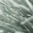 Beetle between blades of grass