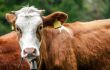 Cow face