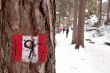 Hiking trail sign post on a tree