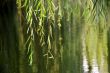 Tree leaves in water background