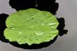 Lotus Leaf with water
