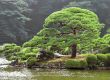 Japanese park in summer