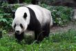 Panda in zoo park