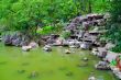 Green Japanese pond