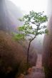 Tree in a mountain path