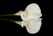 White Calla Lilly