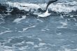 Flying gull