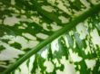 Green leaf texture