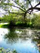 Forest Lake