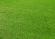 Green grass background