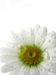 Daisy flower isolated