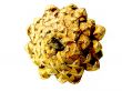 Big pine cone 
