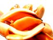 Mussels