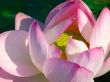 Pink water lily among green leaves