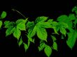 Green hob leaves background