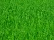 Green grass background