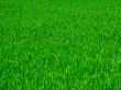 Green grass background
