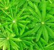 Green leaves background