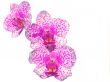 Pink orchid flower